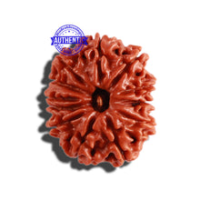 Load image into Gallery viewer, 12 Mukhi Nepalese Rudraksha - Bead No 249