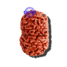 Load image into Gallery viewer, 12 Mukhi Nepalese Rudraksha - Bead No 249