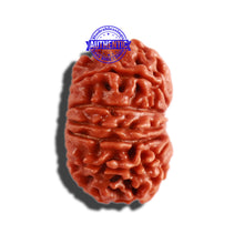 Load image into Gallery viewer, 12 Mukhi Nepalese Rudraksha - Bead No 249