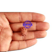 Load image into Gallery viewer, 12 Mukhi Indonesian Rudraksha - Bead No. 250