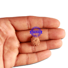 Load image into Gallery viewer, 12 Mukhi Indonesian Rudraksha - Bead No. 251