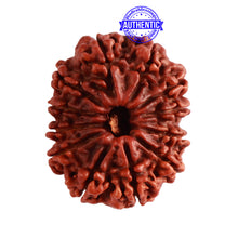 Load image into Gallery viewer, 12 Mukhi Nepalese Rudraksha - Bead No 254