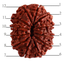 Load image into Gallery viewer, 12 Mukhi Nepalese Rudraksha - Bead No 254