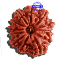 Load image into Gallery viewer, 12 Mukhi Nepalese Rudraksha - Bead No 255