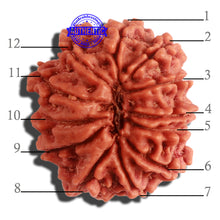 Load image into Gallery viewer, 12 Mukhi Nepalese Rudraksha - Bead No 255