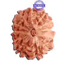 Load image into Gallery viewer, 12 Mukhi Indonesian Rudraksha - Bead No. 256