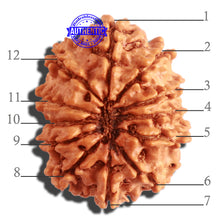 Load image into Gallery viewer, 12 Mukhi Nepalese Rudraksha - Bead No 256