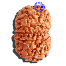 Load image into Gallery viewer, 12 Mukhi Nepalese Rudraksha - Bead No 256