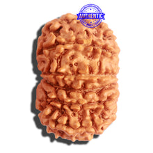 Load image into Gallery viewer, 12 Mukhi Nepalese Rudraksha - Bead No 256