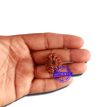 Load image into Gallery viewer, 12 Mukhi Nepalese Rudraksha - Bead No 259