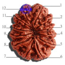 Load image into Gallery viewer, 12 Mukhi Nepalese Rudraksha - Bead No 259