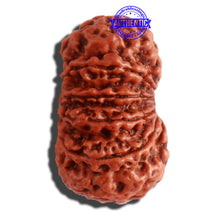 Load image into Gallery viewer, 12 Mukhi Nepalese Rudraksha - Bead No 259