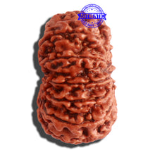 Load image into Gallery viewer, 12 Mukhi Nepalese Rudraksha - Bead No 259