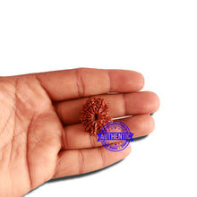 Load image into Gallery viewer, 12 Mukhi Nepalese Rudraksha - Bead No 260