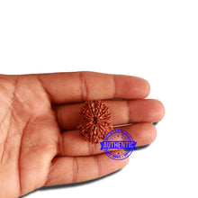 Load image into Gallery viewer, 12 Mukhi Nepalese Rudraksha - Bead No 262