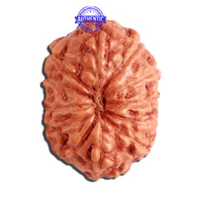 Load image into Gallery viewer, 12 Mukhi Indonesian Rudraksha - Bead No. 263