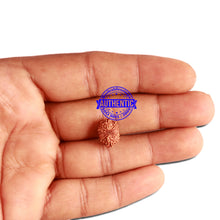 Load image into Gallery viewer, 12 Mukhi Indonesian Rudraksha - Bead No. 263