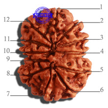Load image into Gallery viewer, 12 Mukhi Nepalese Rudraksha - Bead No. 265