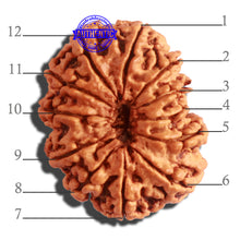 Load image into Gallery viewer, 12 Mukhi Nepalese Rudraksha - Bead No. 266