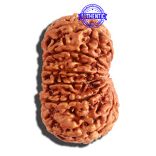 Load image into Gallery viewer, 12 Mukhi Nepalese Rudraksha - Bead No. 266