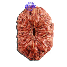 Load image into Gallery viewer, 12 Mukhi Indonesian Rudraksha - Bead No. 267