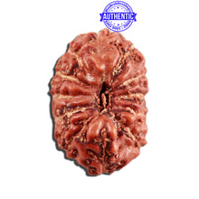 Load image into Gallery viewer, 12 Mukhi Indonesian Rudraksha - Bead No. 267