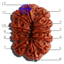 Load image into Gallery viewer, 12 Mukhi Nepalese Rudraksha - Bead No. 267