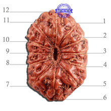 Load image into Gallery viewer, 12 Mukhi Indonesian Rudraksha - Bead No. 267