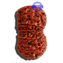 Load image into Gallery viewer, 12 Mukhi Nepalese Rudraksha - Bead No. 267