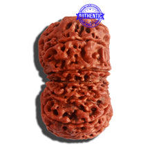 Load image into Gallery viewer, 12 Mukhi Nepalese Rudraksha - Bead No. 267
