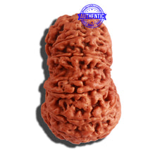 Load image into Gallery viewer, 12 Mukhi Nepalese Rudraksha - Bead No. 268