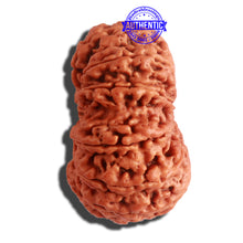 Load image into Gallery viewer, 12 Mukhi Nepalese Rudraksha - Bead No. 268