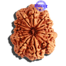 Load image into Gallery viewer, 12 Mukhi Nepalese Rudraksha - Bead No 269