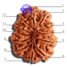 Load image into Gallery viewer, 12 Mukhi Nepalese Rudraksha - Bead No 269