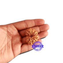 Load image into Gallery viewer, 12 Mukhi Nepalese Rudraksha - Bead No 270