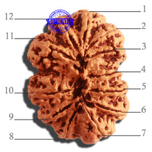 Load image into Gallery viewer, 12 Mukhi Nepalese Rudraksha - Bead No 270