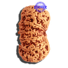 Load image into Gallery viewer, 12 Mukhi Nepalese Rudraksha - Bead No 269