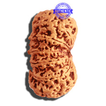 Load image into Gallery viewer, 12 Mukhi Nepalese Rudraksha - Bead No 270
