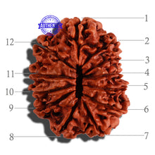 Load image into Gallery viewer, 12 Mukhi Nepalese Rudraksha - Bead No 49