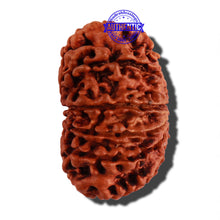Load image into Gallery viewer, 12 Mukhi Nepalese Rudraksha - Bead No 49