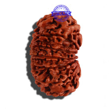 Load image into Gallery viewer, 12 Mukhi Nepalese Rudraksha - Bead No 49