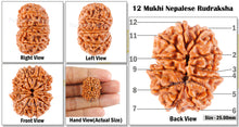 Load image into Gallery viewer, 12 Mukhi Nepalese Rudraksha - Bead No 62