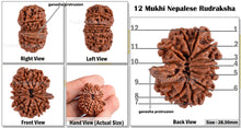 Load image into Gallery viewer, 12 Mukhi Nepalese Ganesha Rudraksha - Bead No. 65