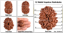 Load image into Gallery viewer, 12 Mukhi Nepalese Rudraksha - Bead No. 66