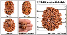 Load image into Gallery viewer, 12 Mukhi Nepalese Rudraksha - Bead No. 67