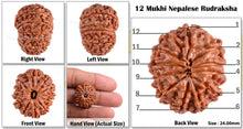 Load image into Gallery viewer, 12 Mukhi Nepalese Rudraksha - Bead No. 69