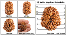 Load image into Gallery viewer, 12 Mukhi Nepalese Rudraksha - Bead No. 70