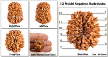 Load image into Gallery viewer, 12 Mukhi Nepalese Rudraksha - Bead No. 71