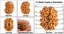 Load image into Gallery viewer, 12 Mukhi Nepalese Rudraksha - Bead No. 72