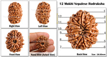 Load image into Gallery viewer, 12 Mukhi Nepalese Rudraksha - Bead No. 73